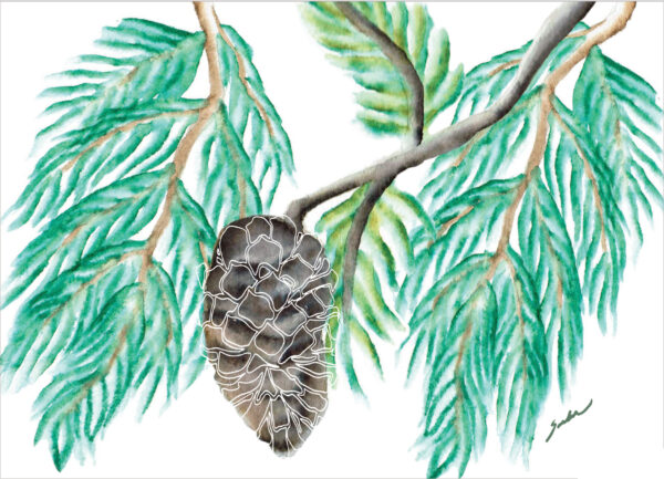 Pinecone & Boughs